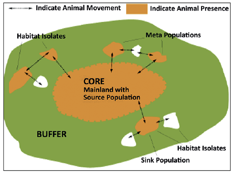 Tiger Reserves: Core and Buffer Strategy